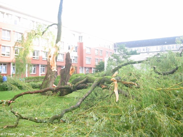 Der Baum am nächsten Tag